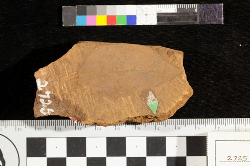 Leguminosites insularis Heer