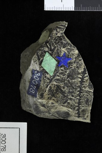 Phyllites saundersi Knowlton
