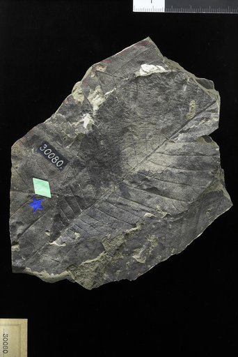 Hicoria magnifica Knowlton