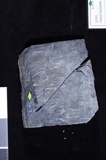 Cancellophycus rhombicum Ulrich
