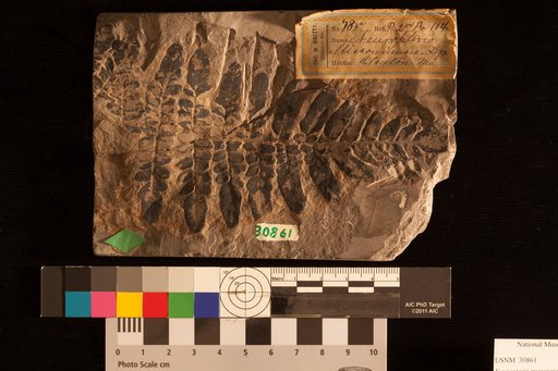Neuropteris missouriensis Lesquereux