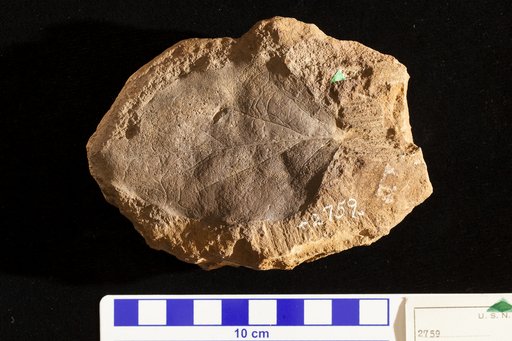 Artocarpidium cretaceum Ettingshausen