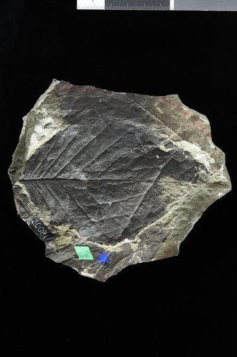 Pterospermites alaskana Knowlton