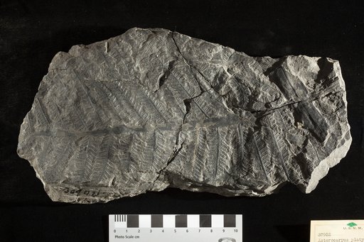 Asterocarpus platyrachis Fontaine