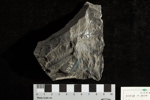 Asterocarpus virginiensis var. obtusiloba Fontaine