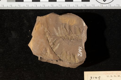 Pecopteris browniana Dunker