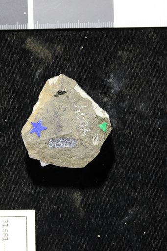 Matonidium althausi (Dunker) Heer