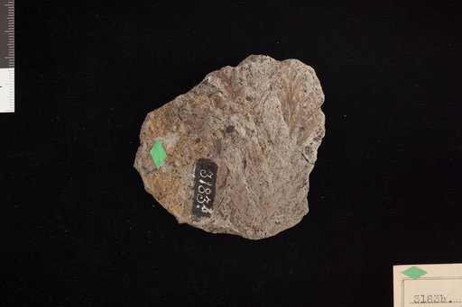 Thyrsopteris densifolia Fontaine