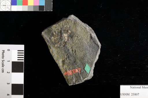 Cardiocarpus apiculatus Berger & Goeppert
