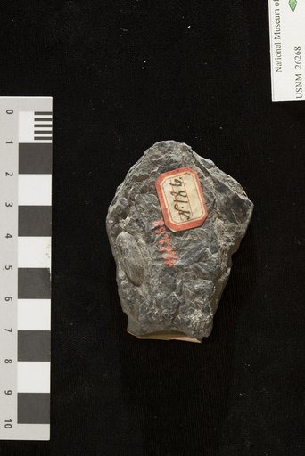 Rhabdocarpus clavatus (Sternberg) Geintz