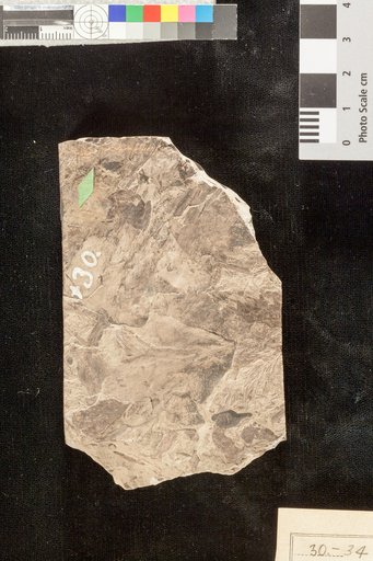 Lygodium neuropteroides Lesquereux