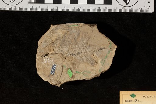Aspidium monocarpum Fontaine