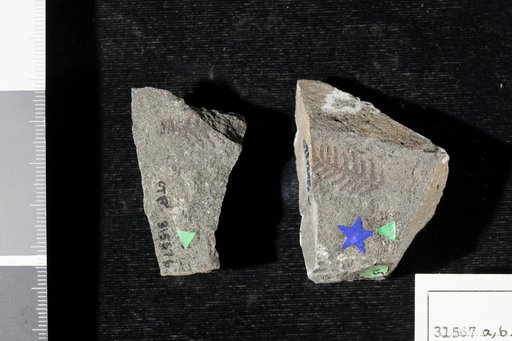 Cladophlebis browniana (Dunker) Seward