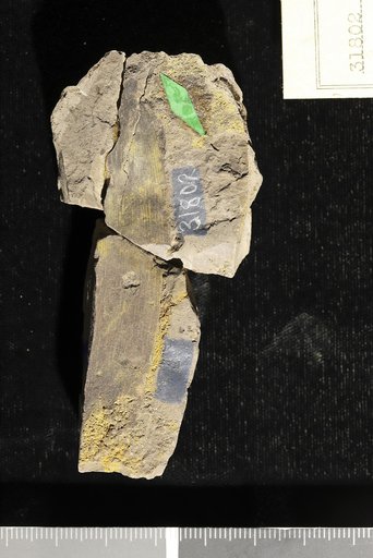 Podozamites pedicellatus Fontaine