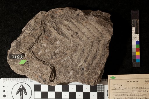 Zamiopsis insignis Fontaine