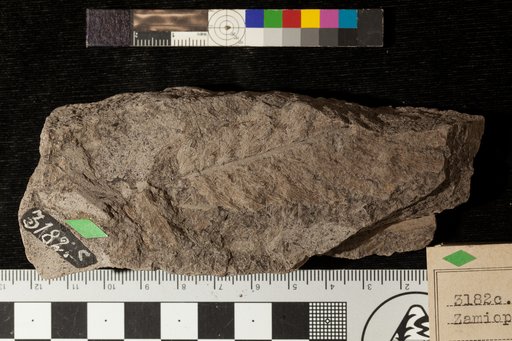 Zamiopsis insignis Fontaine
