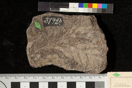 Thyrsopteris nervosa Fontaine