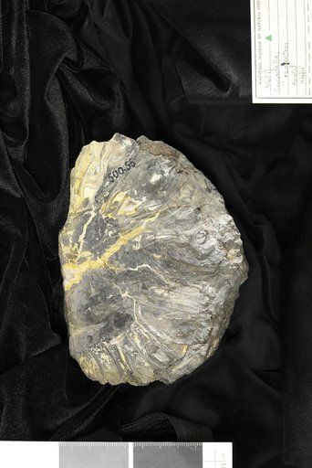 Cladophlebis flacata var. montanensis Fontaine in Ward
