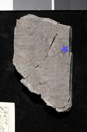 Cladophlebis flacata var. montanensis Fontaine in Ward