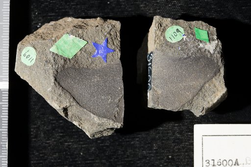 Sagenopteris nervosa Fontaine in Ward