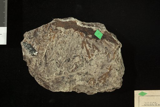 Thyrsopteris elliptica Fontaine