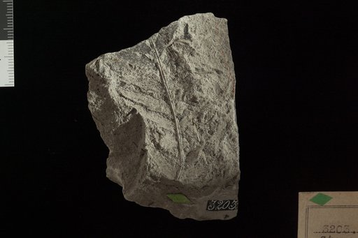 Ctenopteris insignis Fontaine