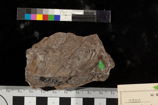 Pecopteris microdonta Fontaine