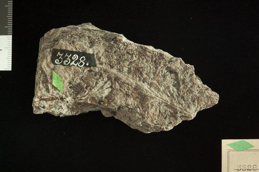 Zamiopsis pinnatifida Fontaine