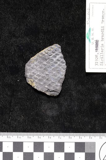 Sigillaria brardii Brongniart