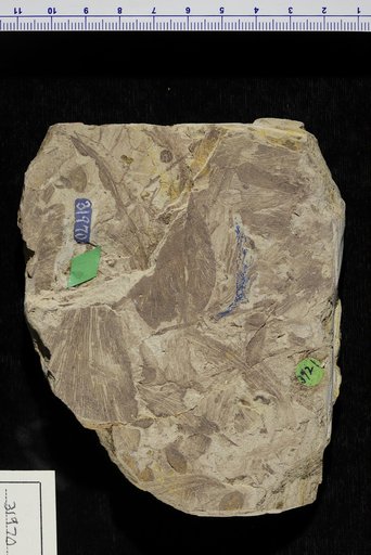 Gangamopteris obovata (Carruthers) White