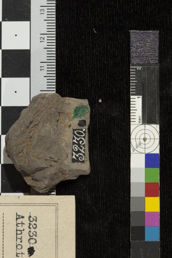 Athrotaxopsis pachyphylla Fontaine