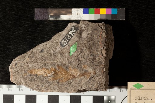 Zamiopsis insignis Fontaine