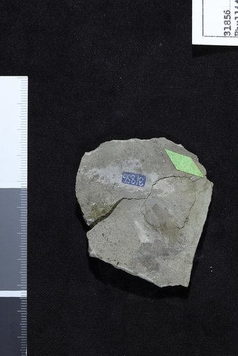 Phyllites intricata Knowlton in Stanton & Hatcher