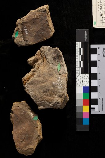 Grewiopsis saportana Lesquereux