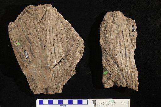 Dioonites buchianus Schimper