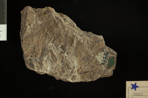 Thyrsopteris elliptica Fontaine