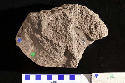 Sequoia reichenbachi (Geinitz) Heer