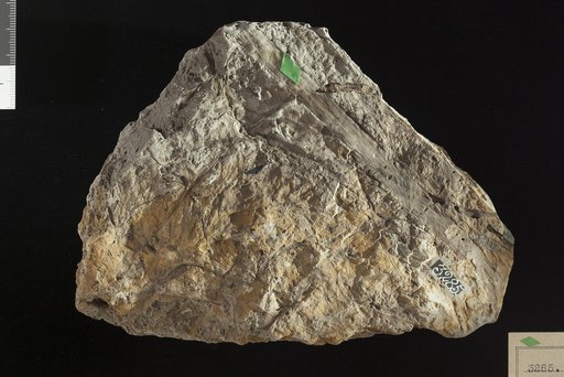 Cladophlebis virginiensis Fontaine
