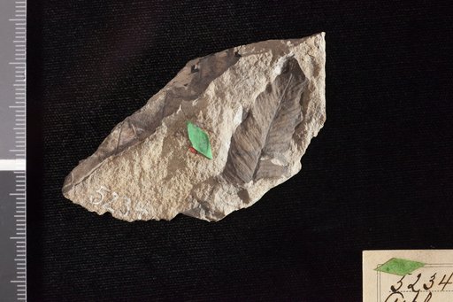 Sapindopsis magnifolia Fontaine