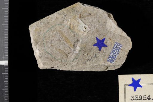 Genus indet. sp indet. Knowlton