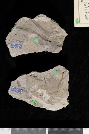 Protorhipis fisheri Knowlton