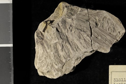 Leptostrobus longifolius Fontaine