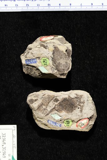 Glossopteris sp White