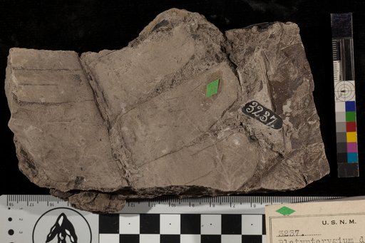 Platypterigium densinerve Fontaine