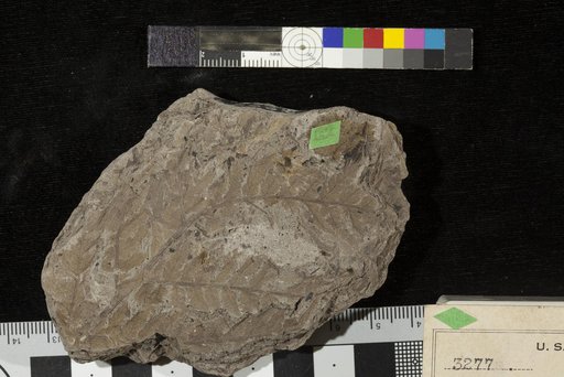 Cladophlebis falcata Fontaine