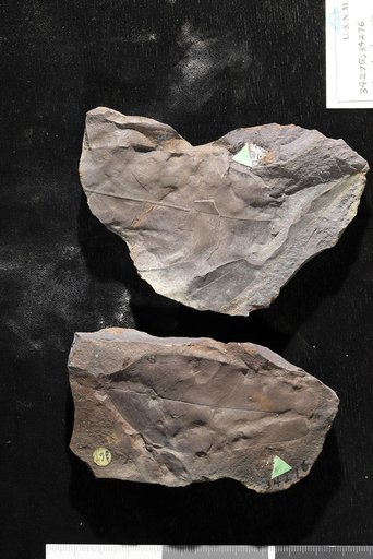 Liriodendropsis simplex (Newberry) Newberry
