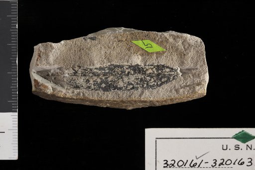 Trapa ? cuneata Knowlton in Stanton & Hatcher