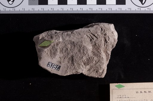 Athrotaxopsis expansa Fontaine