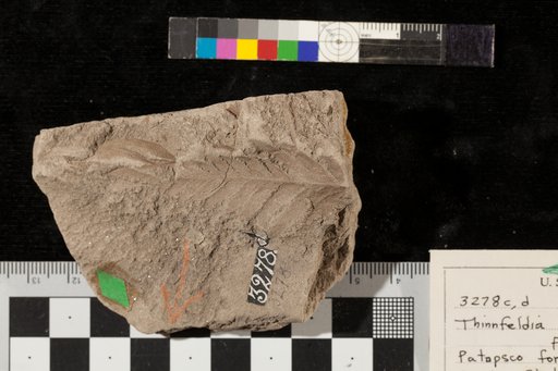 Thinnfeldia variabilis Fontaine