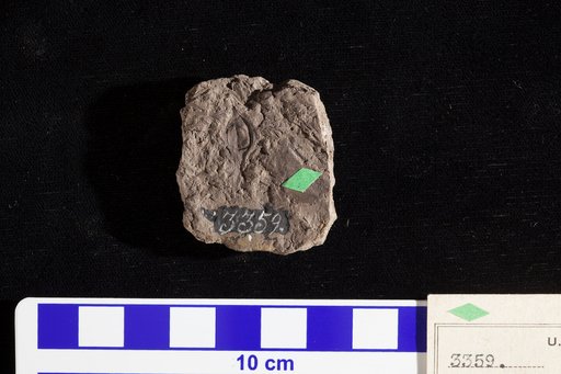 Carpolithes brookensis Fontaine